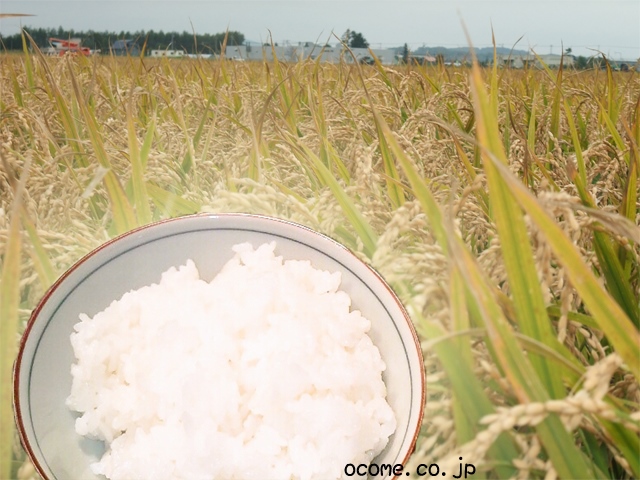 稲と白米