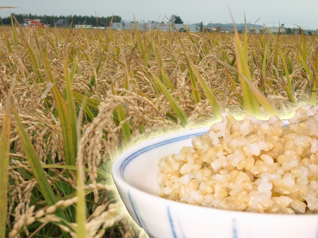 稲と玄米